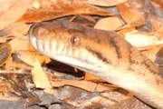 Scrub Python (Morelia kinghorni)